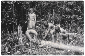 La raccolta della Guttaperca da parte degli indigeni del Sarawak.