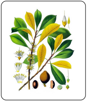 Palaquium gutta da Köhler Medizinal Pflanzen 1897